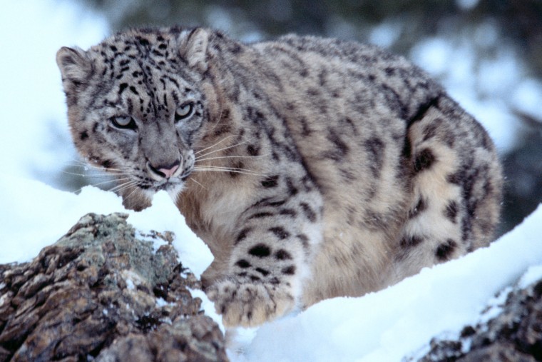 Strap on your snow shoes and take a cool weather safari to a remote part of the world! Snow leopards are among some of the wild animals you can encounter at close range.